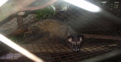 Popularitas Kopi Luwak Mengancam Luwak