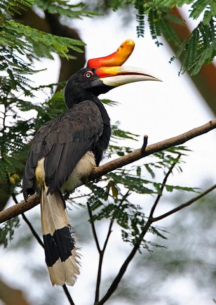 Rangkong, Panglima Para Burung Yang Diburu
