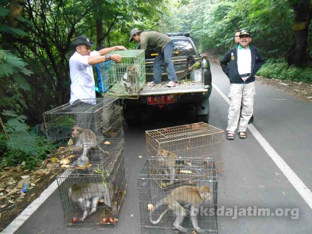 BBKSDA Jatim Kembali Lepasliarkan Satwa Liar