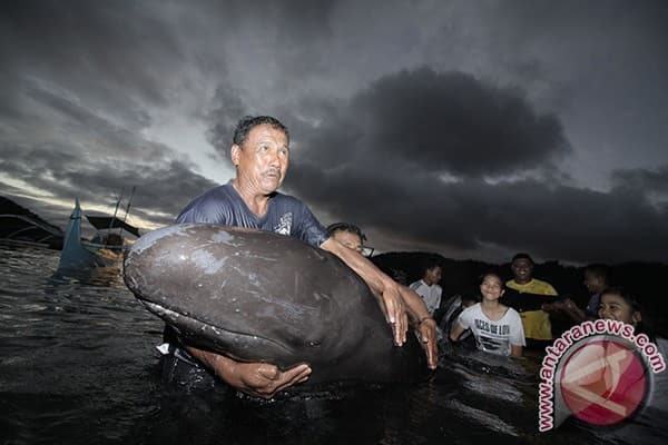 Puluhan Ikan Paus Terdampar Di Pesisir Probolinggo