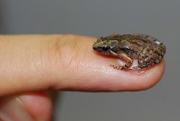 Pentingnya Ular dan Katak untuk Kita