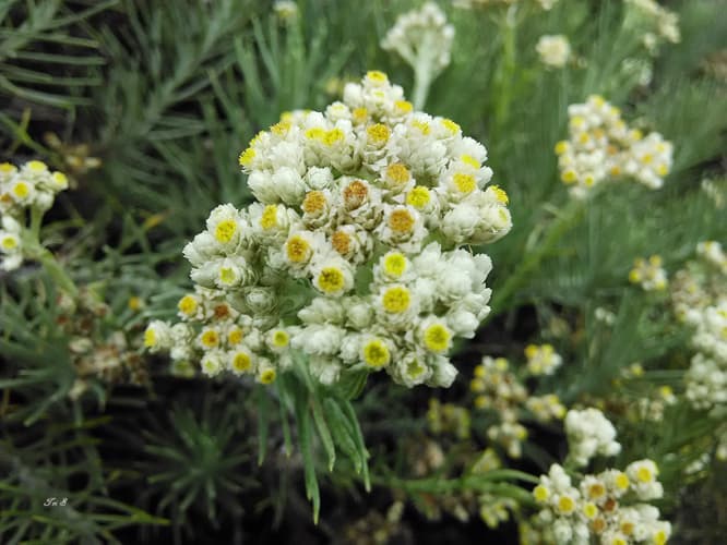 Bunga Edelweiss Terancam Kelestariannya