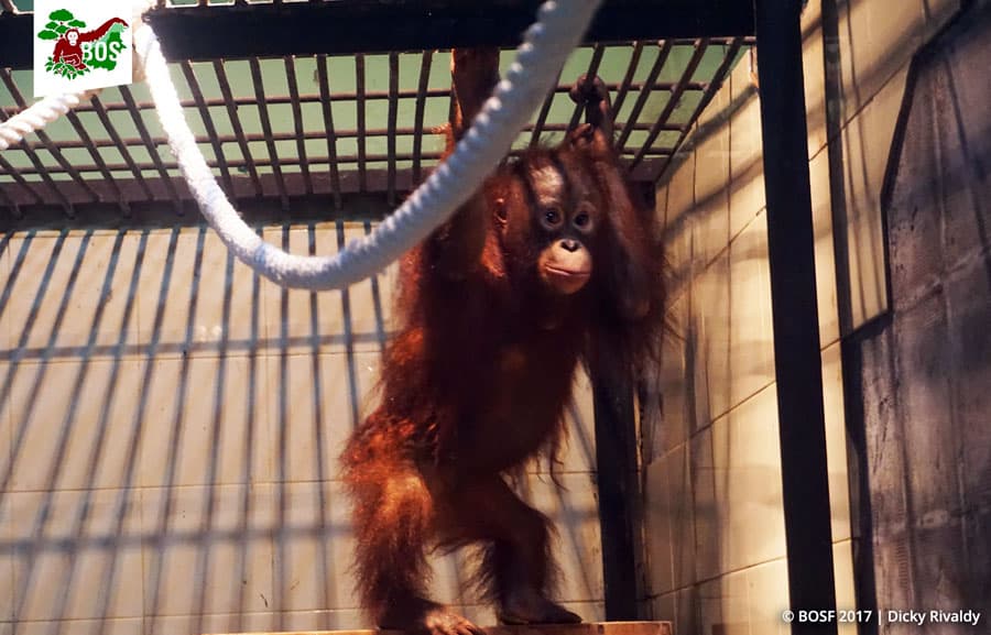 Konservasi Orangutan Masih Hadapi Kendala. Apa Saja? - Thumbnail 1