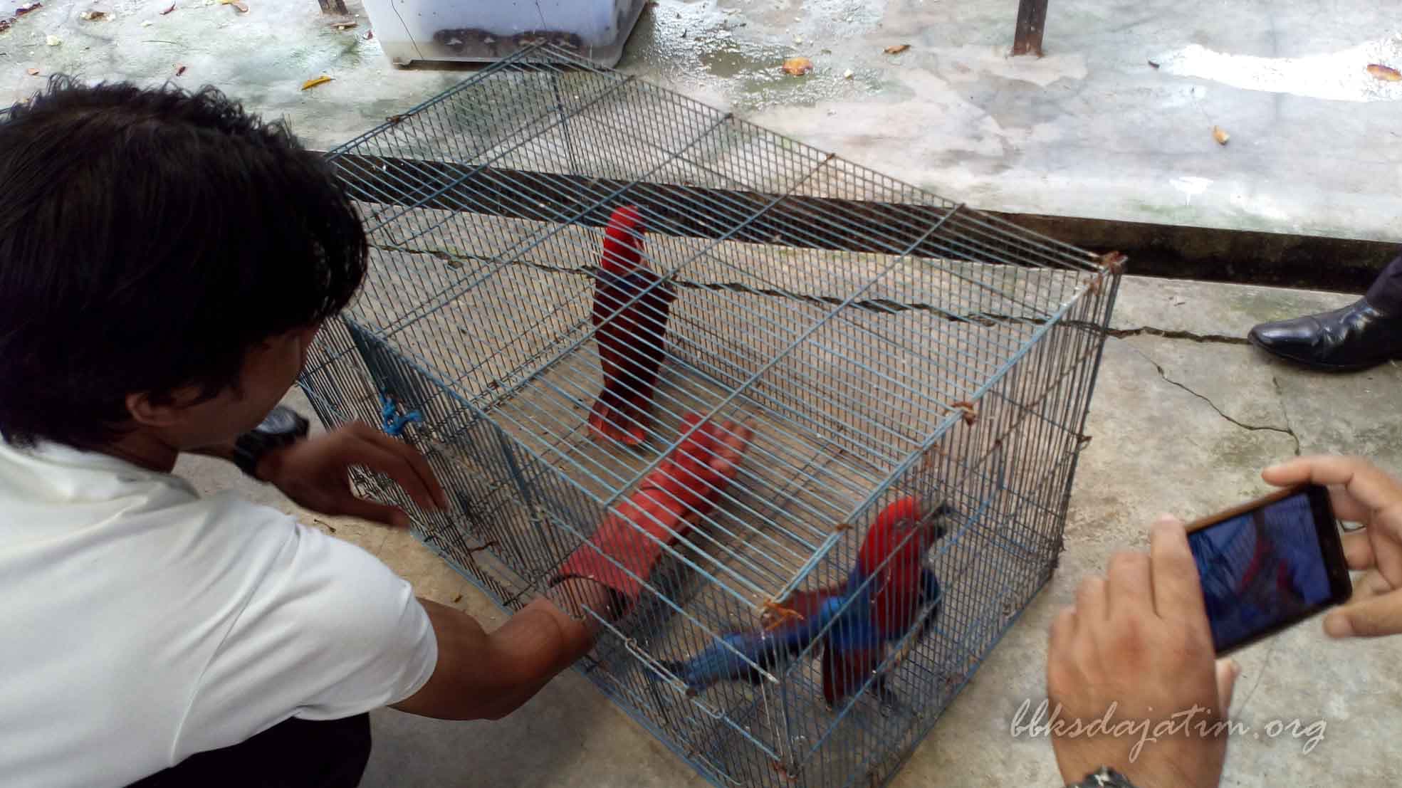 Belasan Jalak Putih dan Elang Jawa Diamankan di Kandang Karantina BBKSDA Jatim