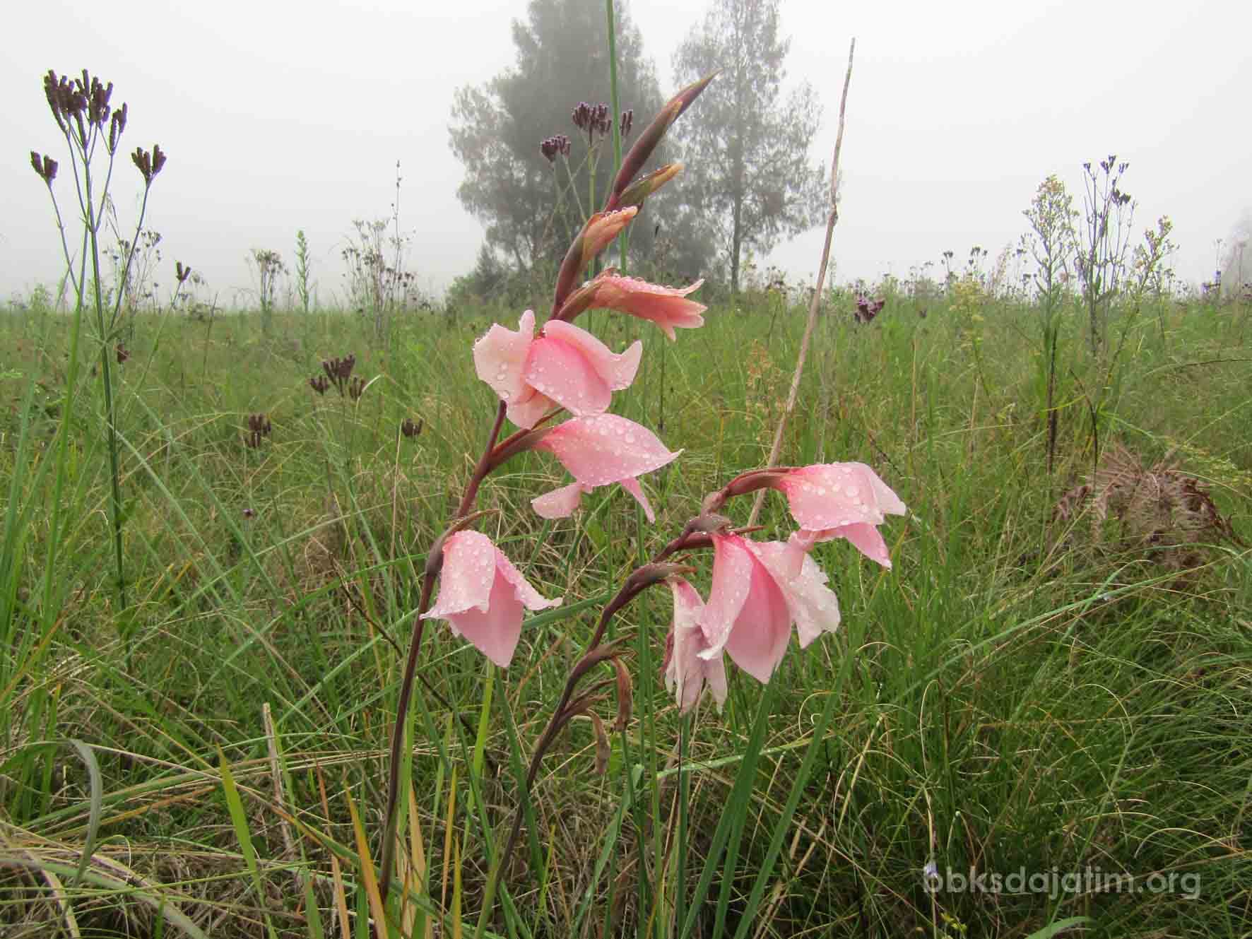 Wow !!! Gladiol Liar Bermekaran Di Savana Sikasur - Thumbnail 1