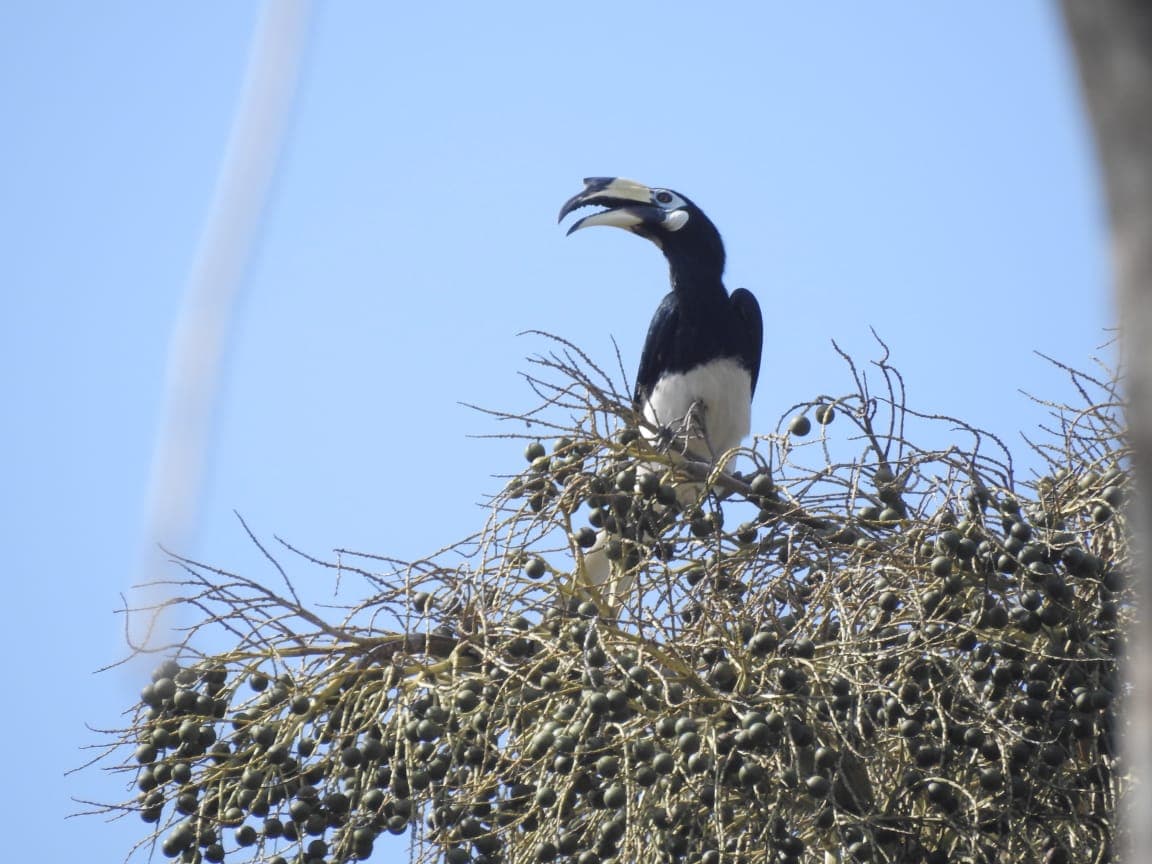 BBKSDA Jatim dan ProFauna Dokumentasikan Burung Pulau Sempu