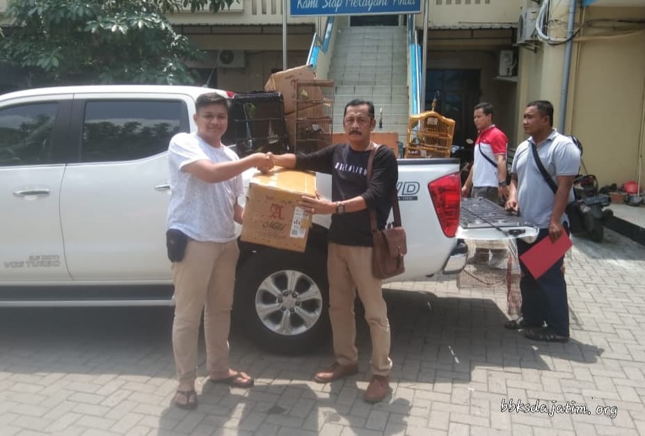 Penyelundupan Ratusan Cucak Hijau Kembali Digagalkan BBKSDA Jatim - Thumbnail 1