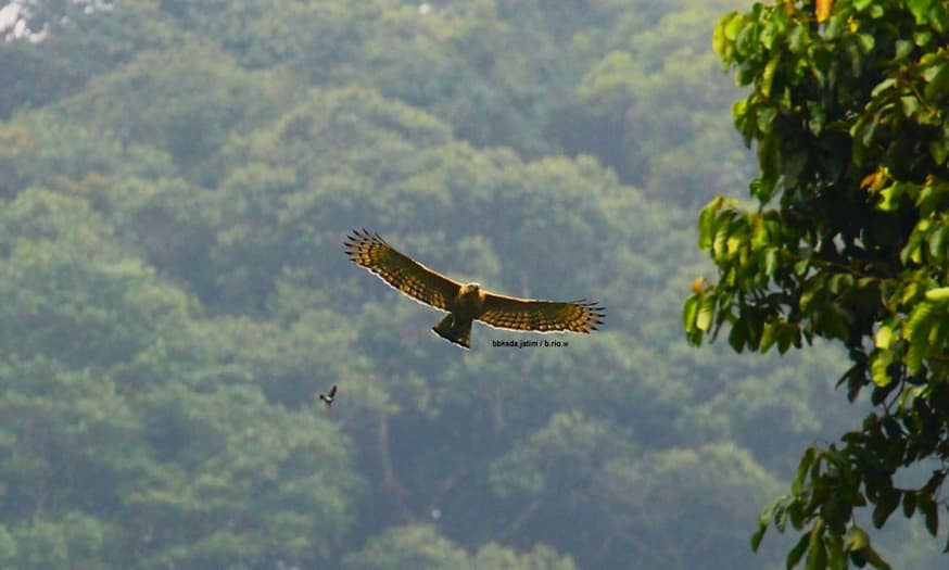 Monitoring Elang Jawa, Jumpai Kompetitor Alamnya - Thumbnail 1