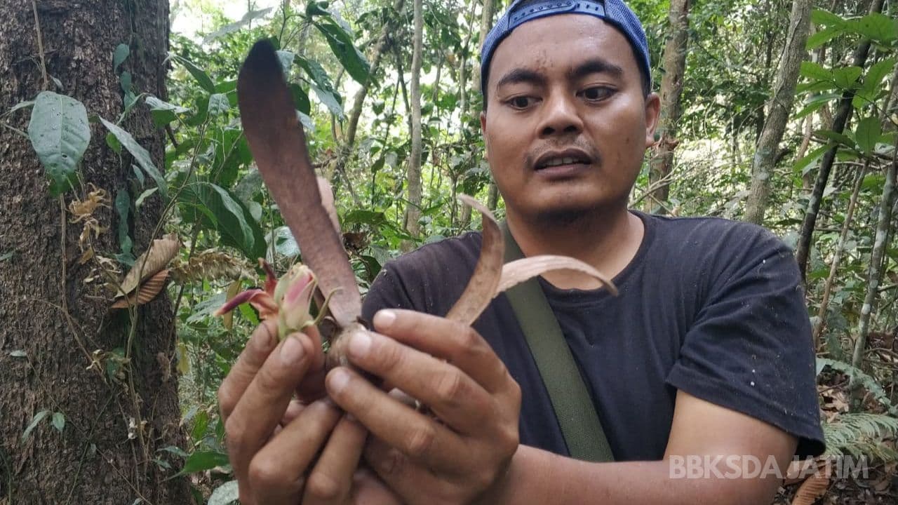 Wow, Pelahlar Ditemukan di Cagar Alam Gunung Sigogor - Thumbnail 1
