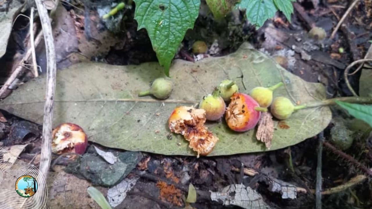 Patroli Cagar Alam Manggis Gadungan, Berjumpa Pala Jawa - Thumbnail 1