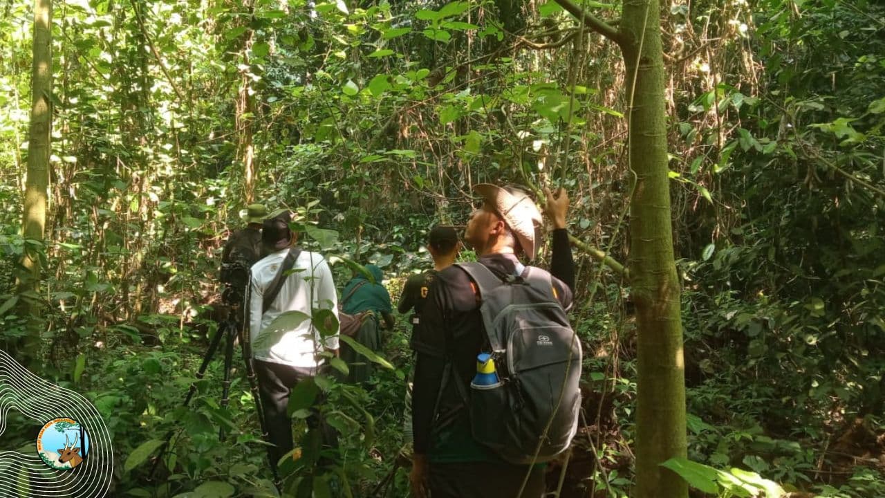 Patroli di Manggis, Bersua Buah Berdarah - Thumbnail 1