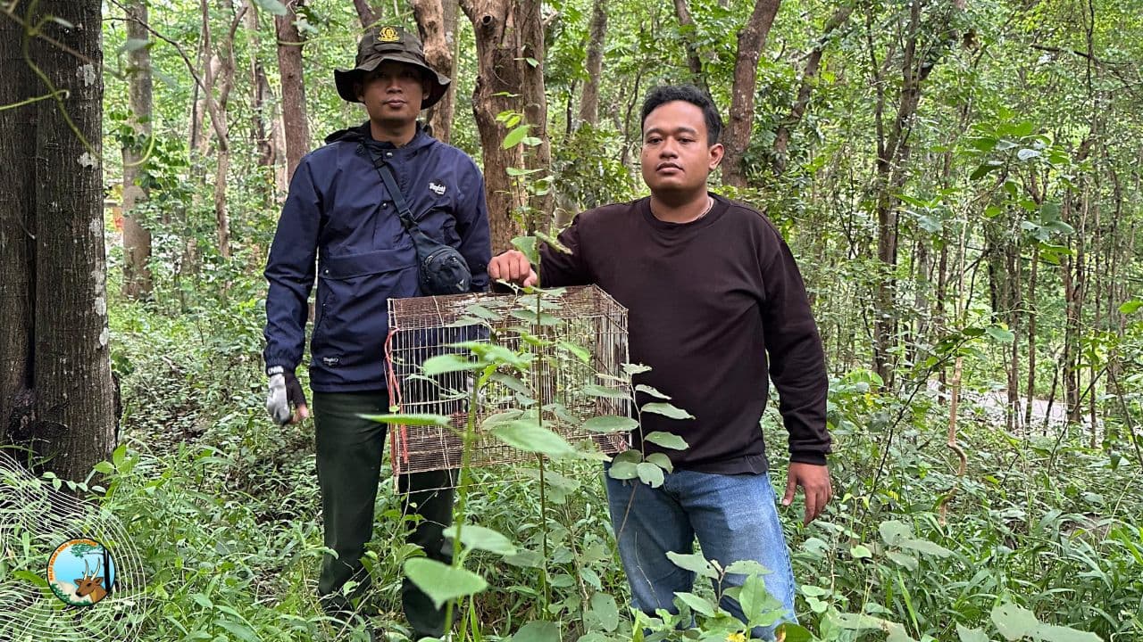 Evakuasi Trenggiling di Kediri