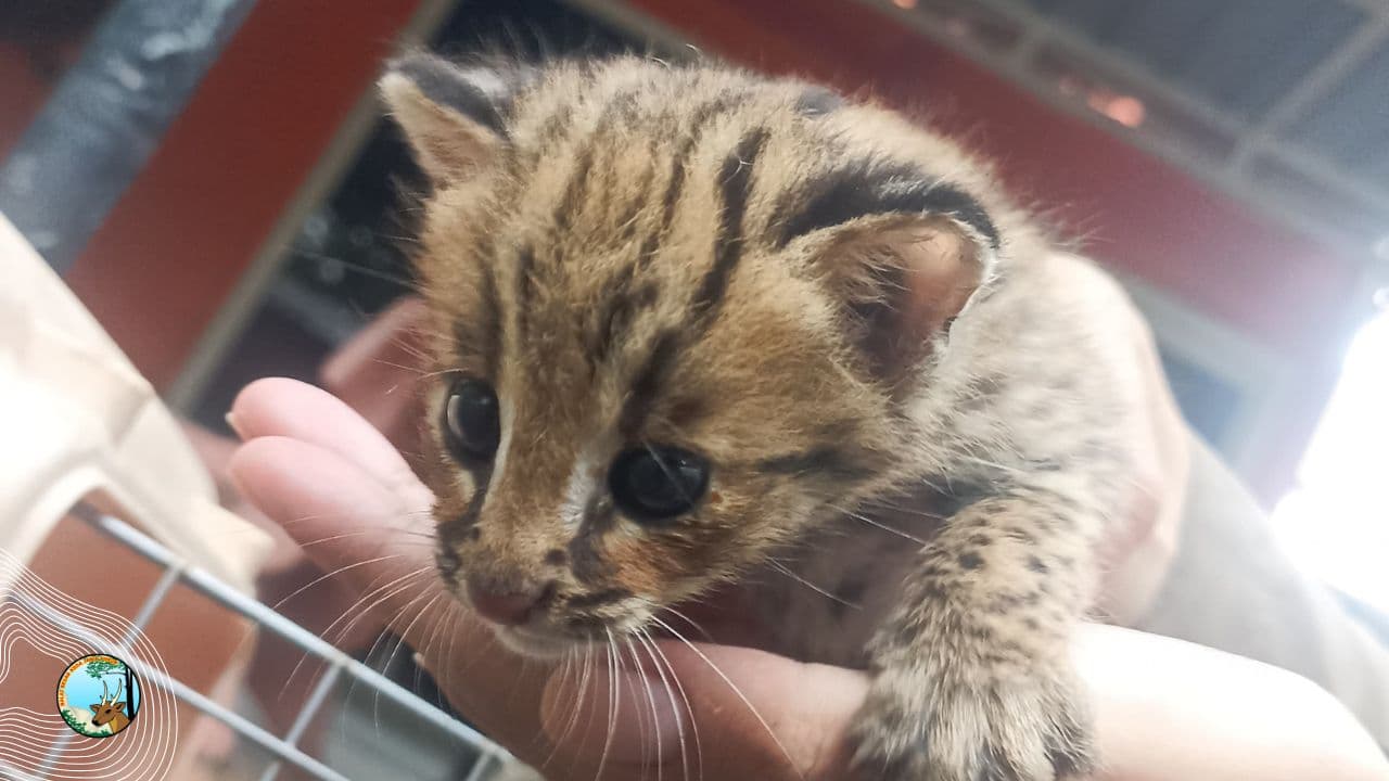 Evakuasi Kucing Kuwuk: Upaya Penyelamatan Satwa Liar Dilindungi di Kabupaten Gresik