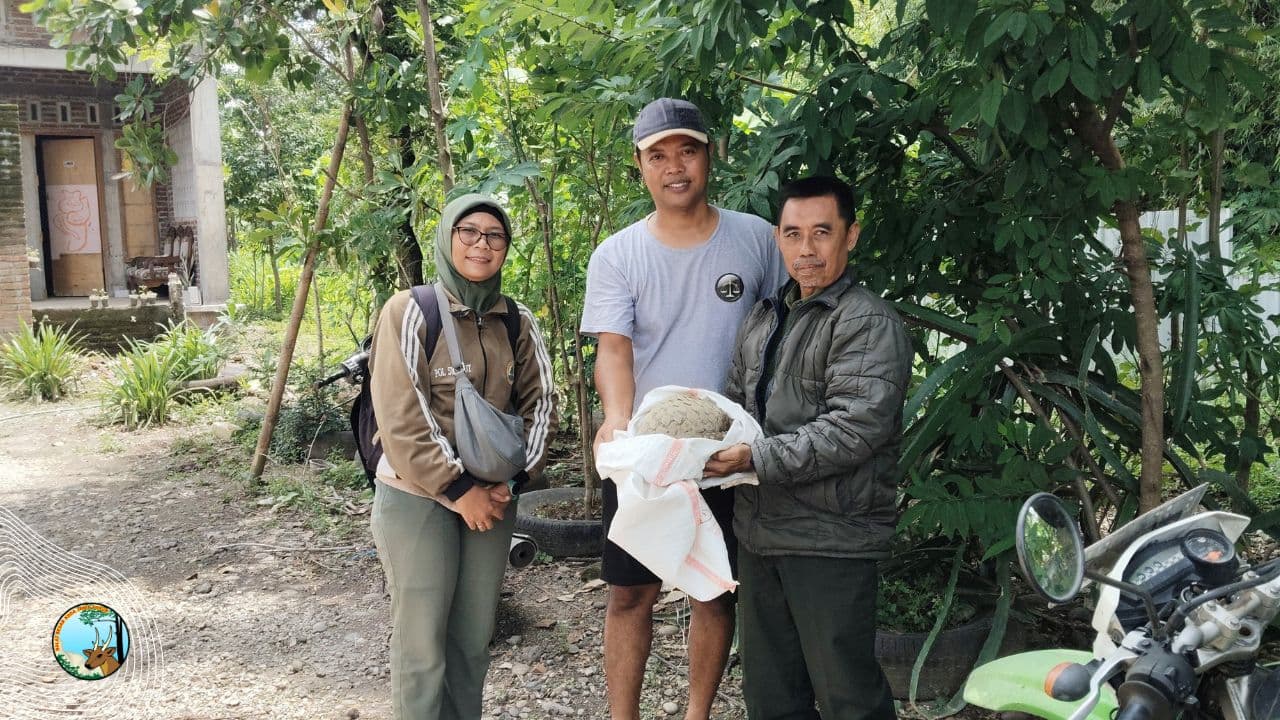 Terseret Arus Sungai, Trenggiling Berhasil Diselamatkan dan Dikembalikan ke Alam