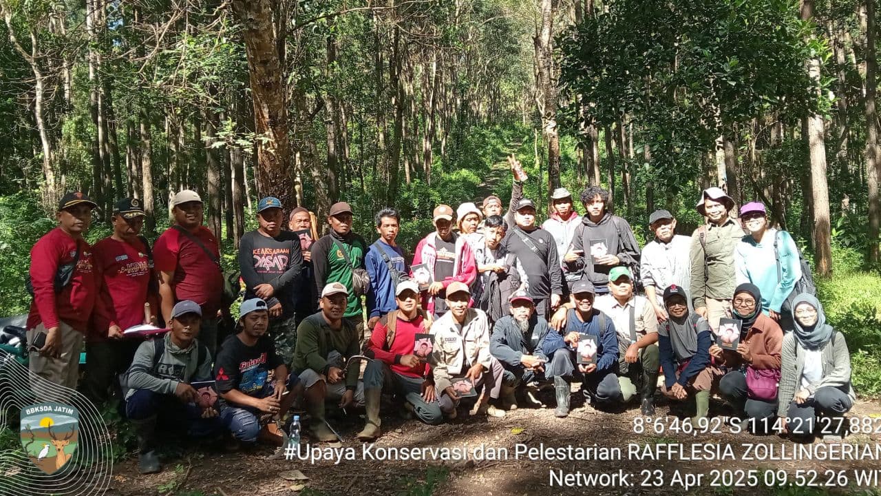 Rafflesia zollingeriana, Mekar dari Balik Bayangan Hutan di Timur Jawa - Thumbnail 1