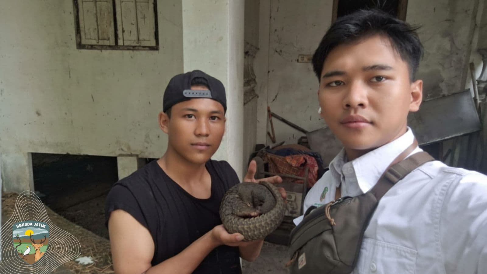 Trenggiling Muncul Berulang, Apa yang Terjadi pada Lanskapnya?