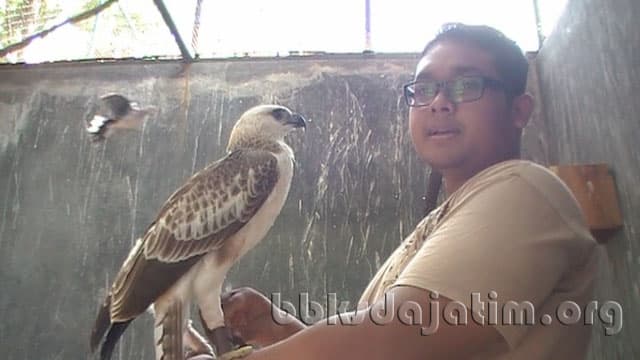 Masyarakat Serahkan Cirrhatus - Thumbnail 1