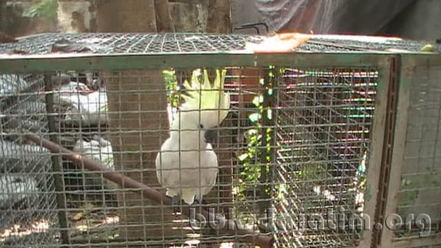 Masyarakat Serahkan Cirrhatus - Thumbnail 2