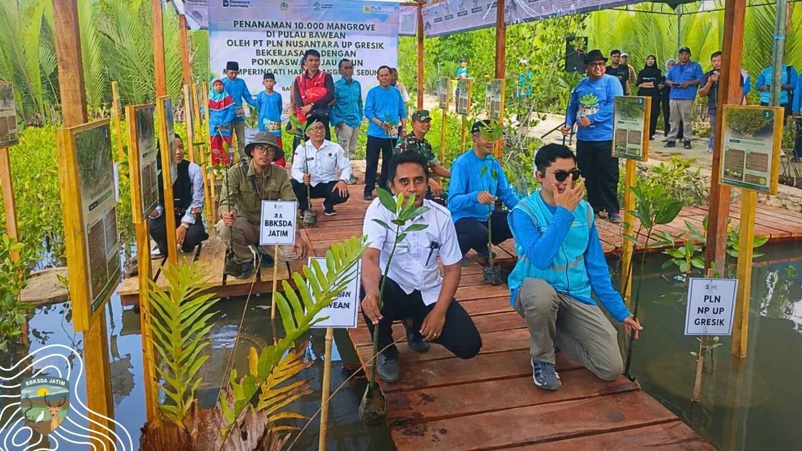 10.000 Mangrove Untuk Pesisir Bawean