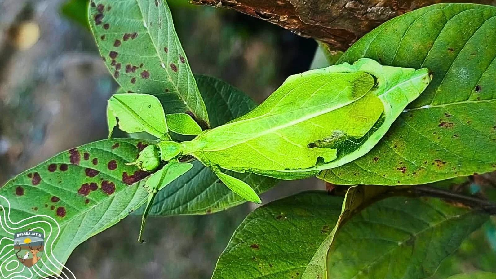 Bersua Sang Peniru Yang Sempurna Di Hutan Bawean