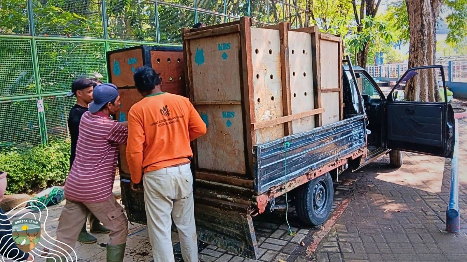 42 Rusa Bawean Dipindahkan dari Taman Flora Surabaya ke Kebun Binatang Surabaya