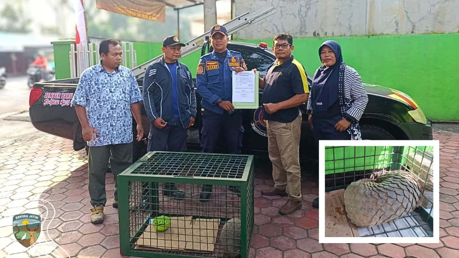 Disangka Musang, Mamalia Bersisik Kejutkan Warga Jember