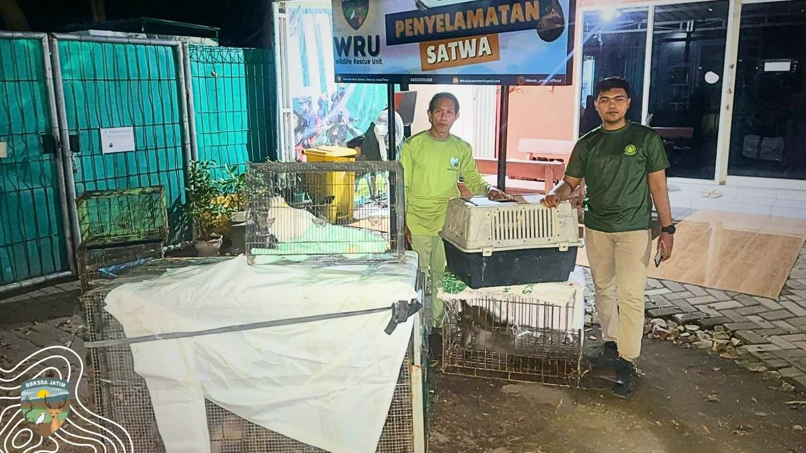 Tim Matawali Selamatkan Trenggiling Hingga Kakatua Koki