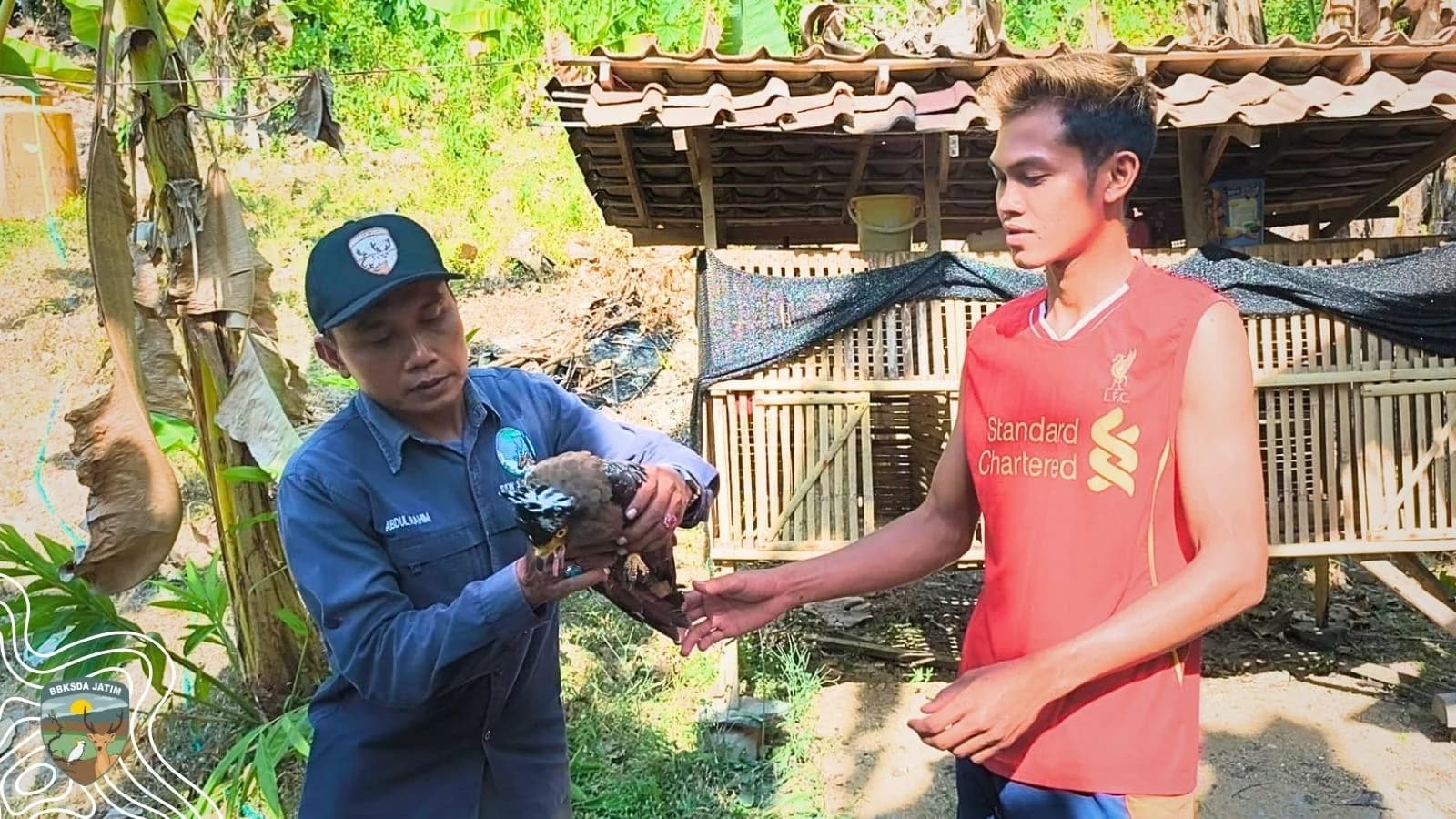 Babak Baru Elang Ular Bawean