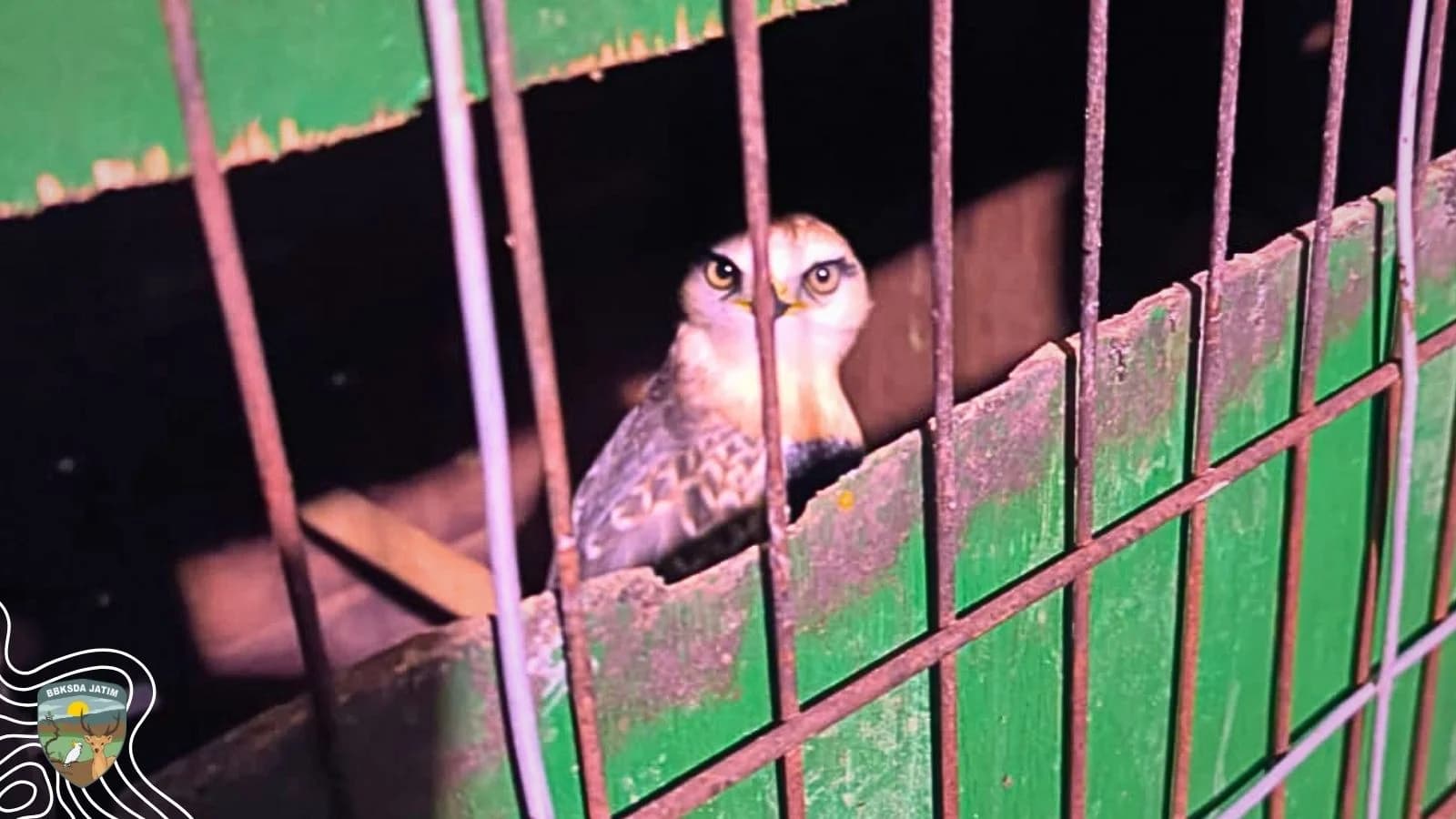 Pelajaran Konservasi dari Seekor Elang Tikus di Sumenep