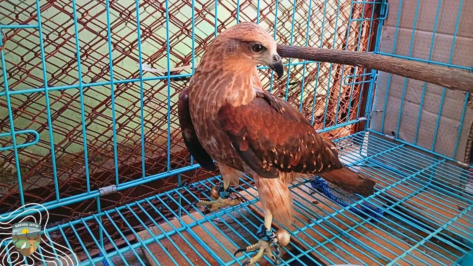 Ditemukan Terjerat Tali, Seekor Elang Paria Diselamatkan di Surabaya