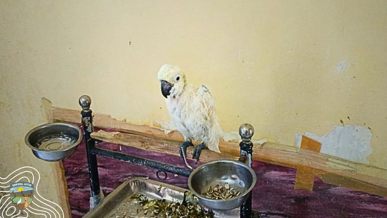Bulu Rontok, Harapan Tumbuh: Burung Kakatua Itu Akhirnya Diserahkan