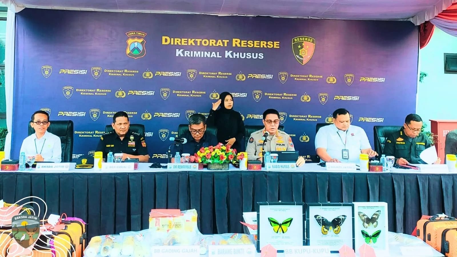 Ribuan Sayap Terbungkam, Polda Jawa Timur Bongkar Jalur Perdagangan Kupu-Kupu Dilindungi