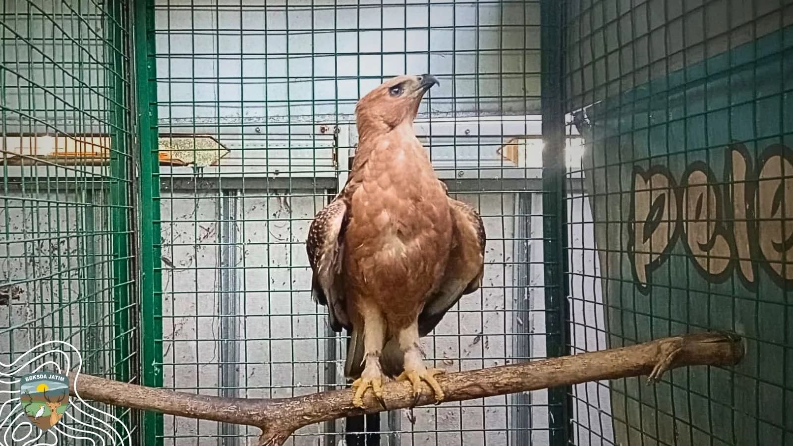Elang Jawa Tersesat di Surabaya, Kepedulian Warga Menjadi Sayap Pertama Penyelamatannya
