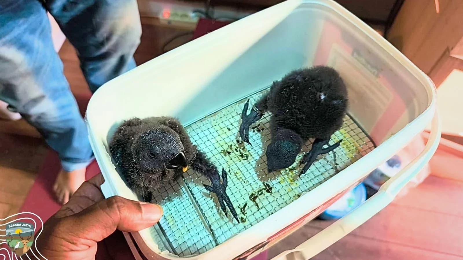 Mahasiswa Biologi ITS Belajar Konservasi dari Seekor Nuri Bayan