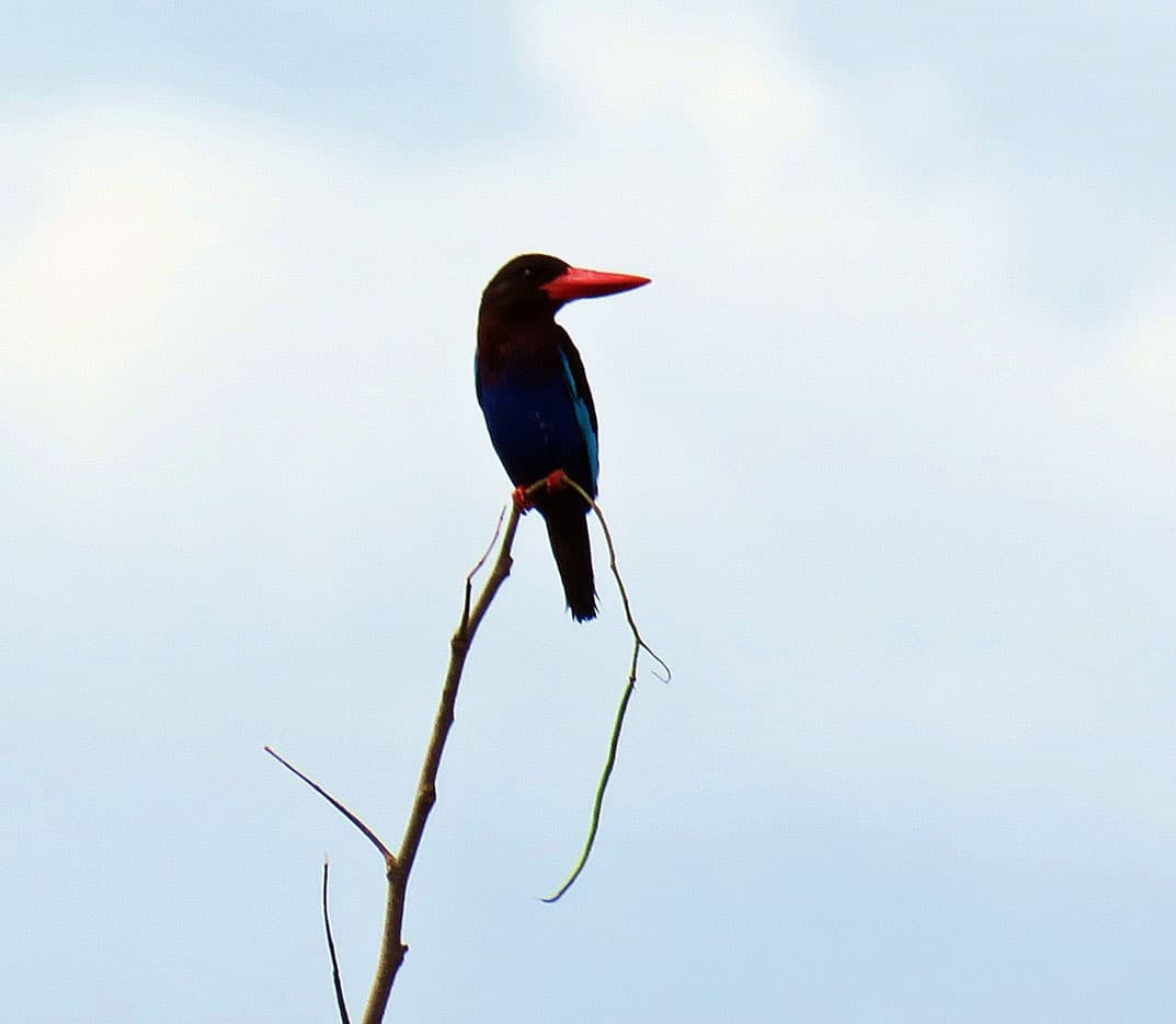 Inventarisasi Burung Cagar Alam Janggangan Rogojampi II