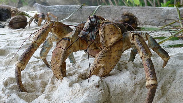Ketam Kenari, Arthropoda Terbesar di Dunia yang Mulai Terancam