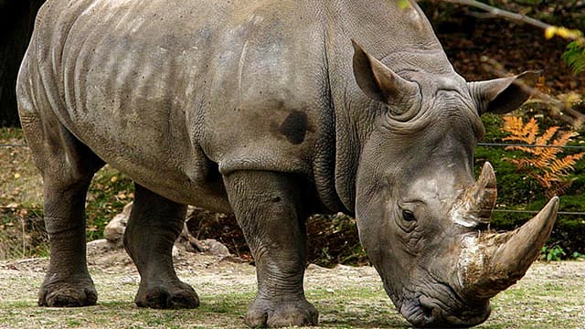 Peneliti Sarankan Pembangunan Habitat Baru bagi Badak Jawa