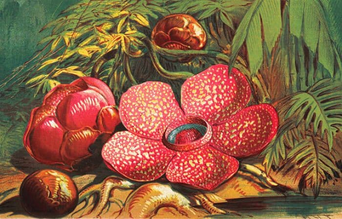 Ternyata Bukan Thomas Raffles yang Menemukan Bunga Rafflesia Pertama Kali