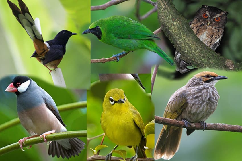 Sssst ... Cucak Rowo Dan Cucak Hijau Masuk Satwa Yang Dilindungi