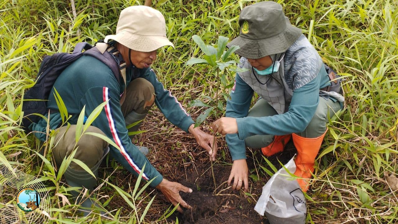 Pemulihan Ekosistem di Cagar Alam Gunung Picis Dan Cagar Alam Gunung Sigogor