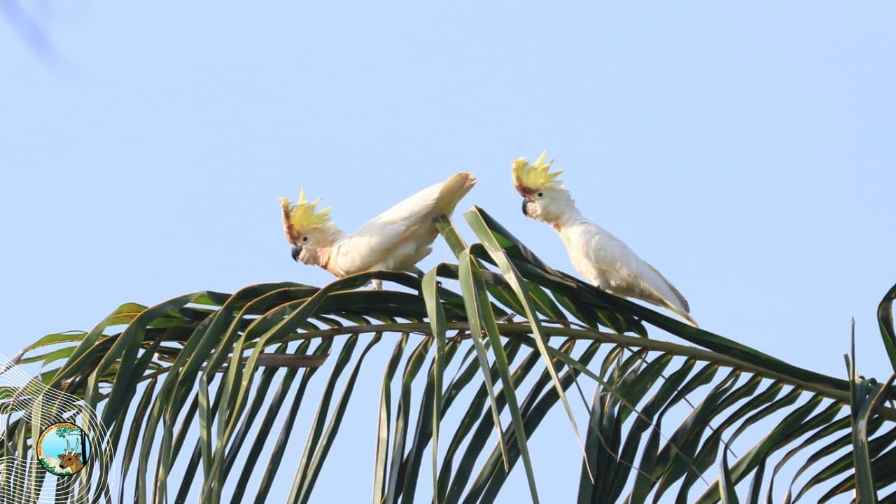 Pembinaan Habitat dan Monitoring Populasi Kakatua Jambul Kuning - Thumbnail 1