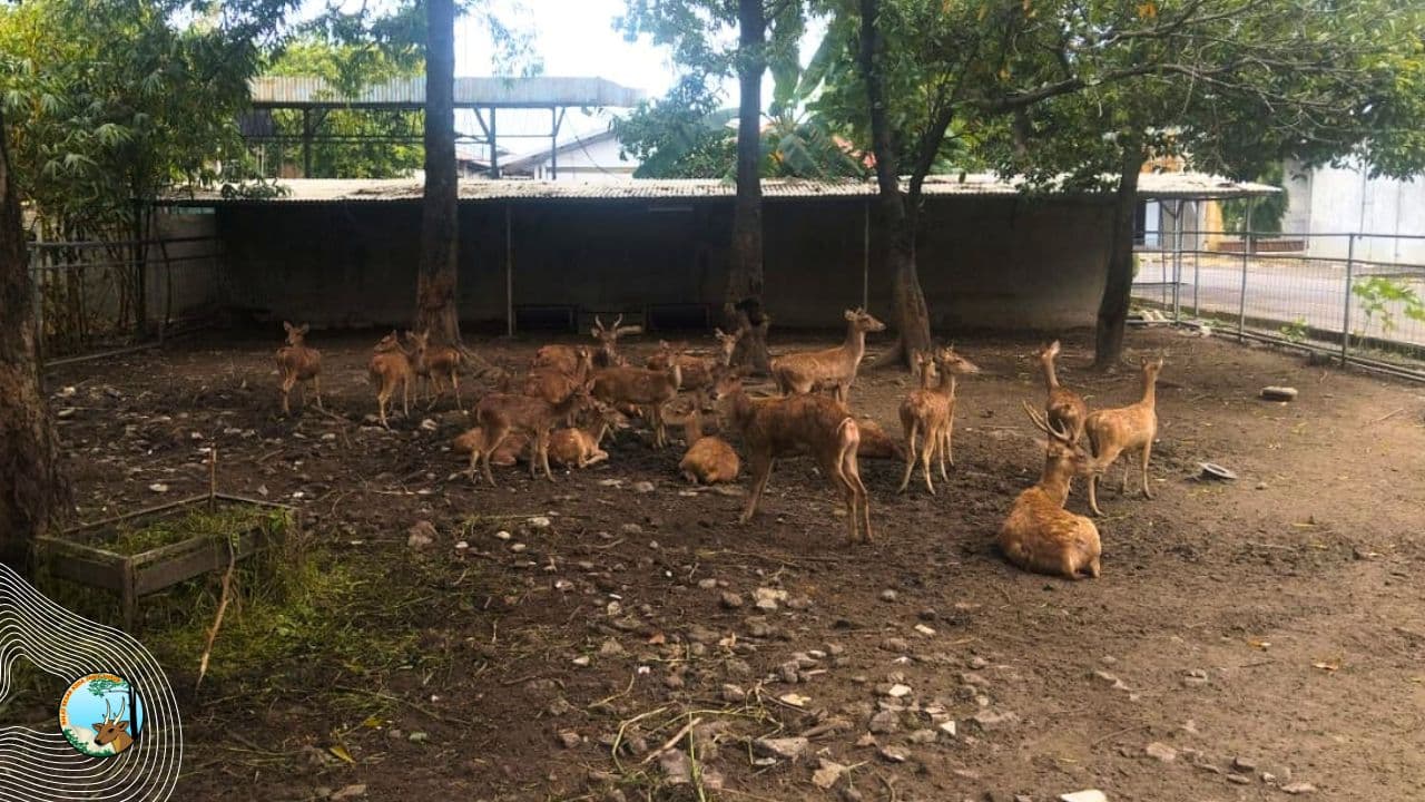 Upaya Pemantauan dan Perbaikan Tata Kelola Penangkaran