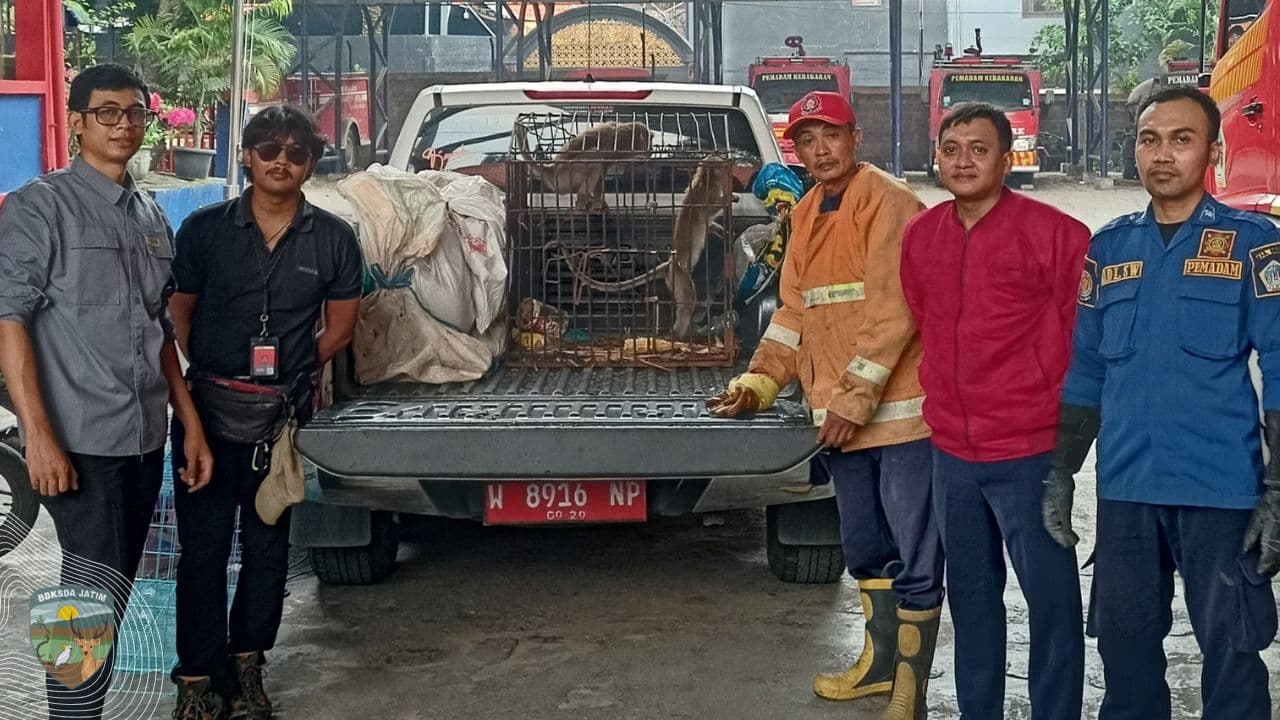 Saat Siamang dan Kakaktua Koki Muncul di Jantung Gresik
