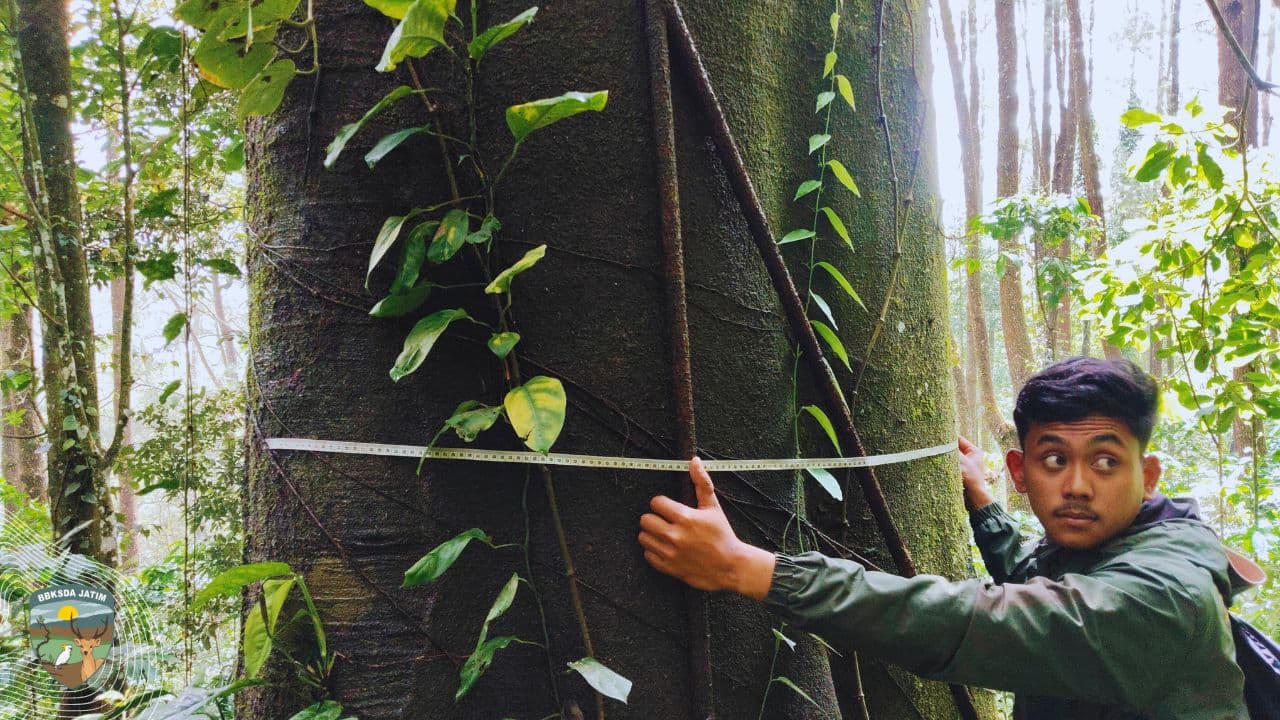 Membuka Tabir Hutan Tua yang Masih Bernafas