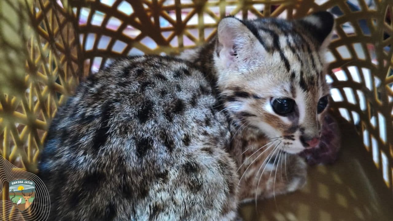 Kucing Kuwuk Kembali ke Hutan Gunung Raung