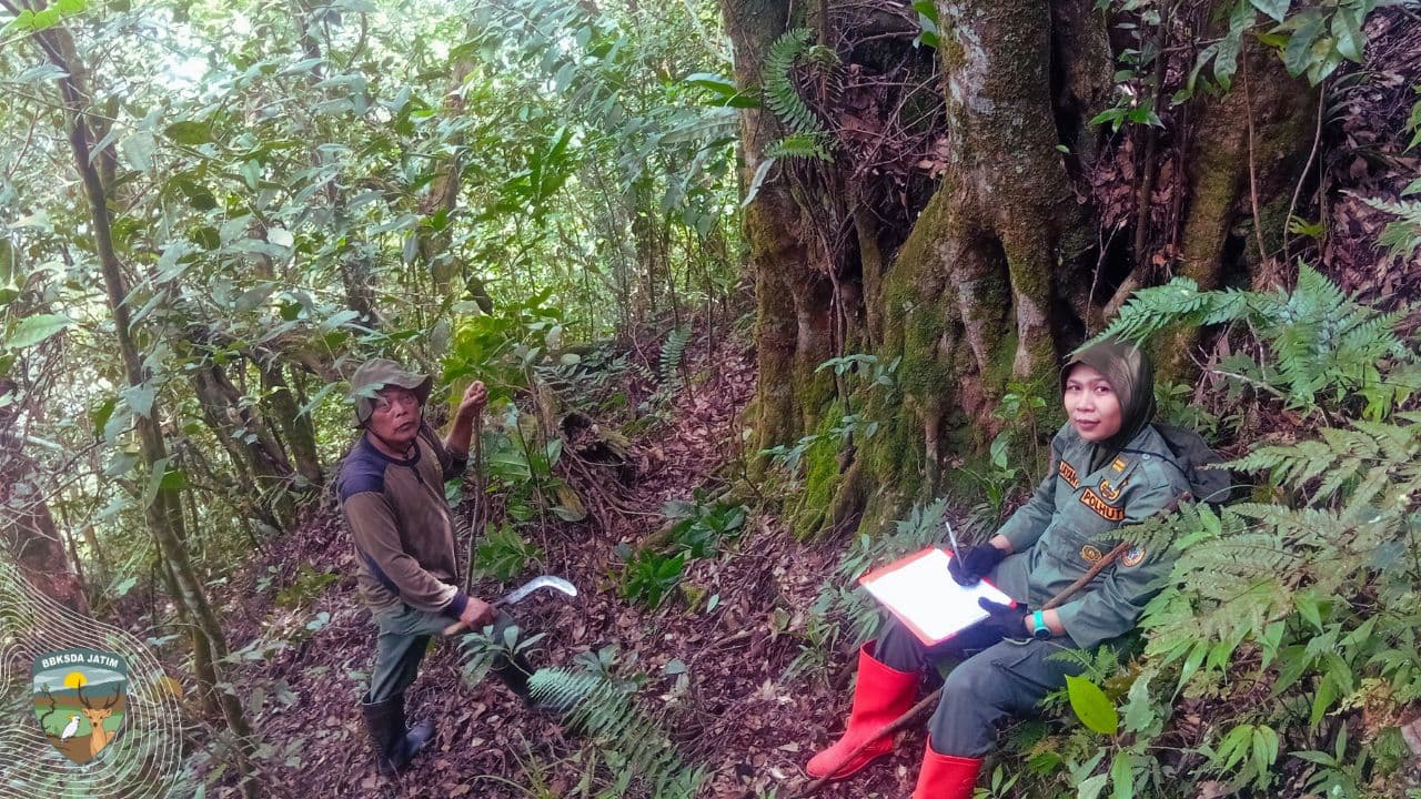 Di Balik Kabut, Anggrek Liar dan Kijang Menjaga Kesunyian Gunung Sigogor
