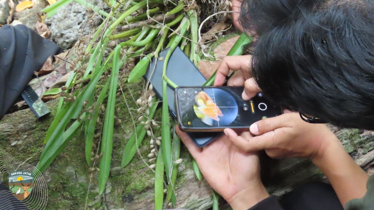 Pencarian Jejak Macan Tutul Jawa Di Ijen-Raung, 3 Kamera Trap Raib! - Thumbnail 2