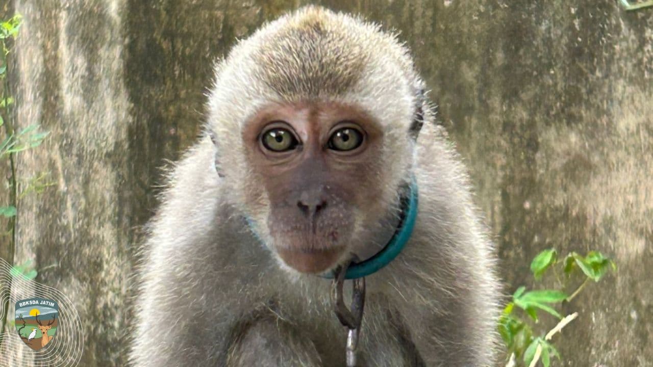 Kisah Penyelamatan Monyet Ekor Panjang dari Balik Jeruji