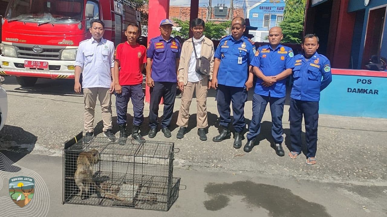 Evakuasi Monyet Ekor Panjang dari Tengah Permukiman Madura