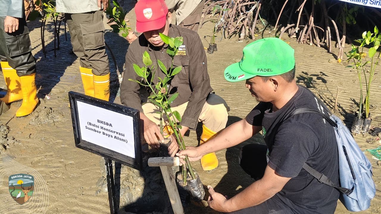 Aksi Kolaboratif Menyambut Hari Mangrove Sedunia di Pamekasan